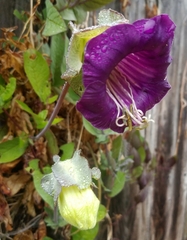 Cobaea scandens