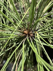 Pinus ponderosa