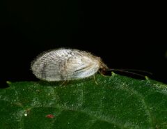 Hemerobiidae