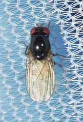 Lauxaniidae