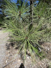 Pinus ponderosa