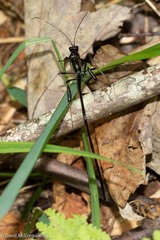 Pelecinus polyturator