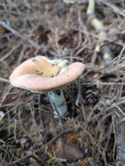 Russula decolorans