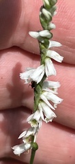 Spiranthes lacera gracilis