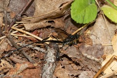 Pelecinus polyturator