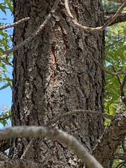 Pinus ponderosa