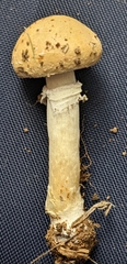 Stropharia coronilla