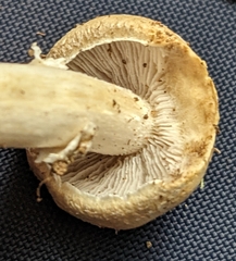 Stropharia coronilla