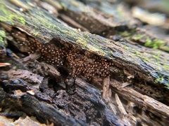 Hemitrichia calyculata