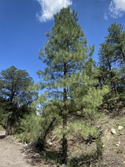Pinus ponderosa