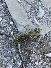 Phacelia argylensis
