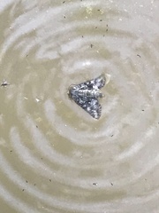 Elophila tinealis