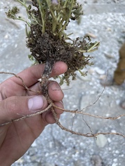 Phacelia argylensis