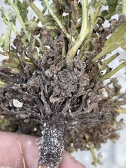 Phacelia argylensis