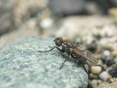 Fucellia