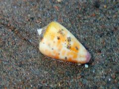 Conus tessulatus
