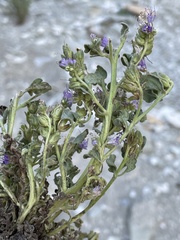 Phacelia argylensis