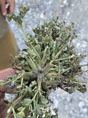 Phacelia argylensis