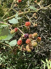 Rubus fruticosus