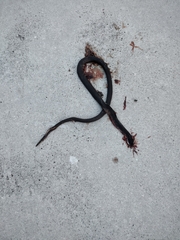 Coluber constrictor priapus