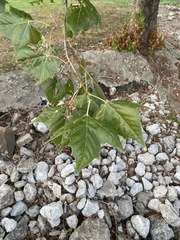 Platanus