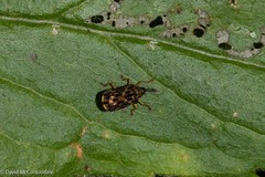 Sumitrosis inaequalis