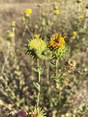 Heliothis phloxiphaga