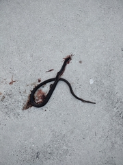 Coluber constrictor priapus