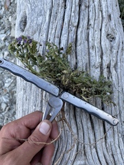 Phacelia argylensis
