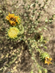 Heliothis phloxiphaga