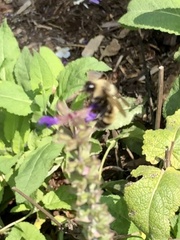 Bombus citrinus