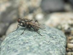 Fucellia