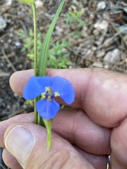 Commelina dianthifolia