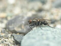 Fucellia