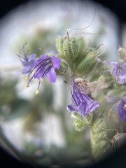 Phacelia argylensis
