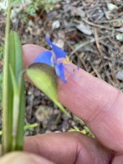 Commelina dianthifolia