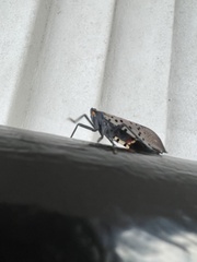 Lycorma delicatula