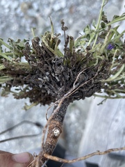 Phacelia argylensis