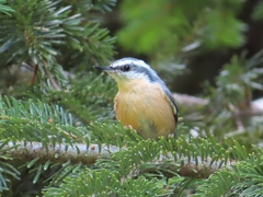 Sitta canadensis