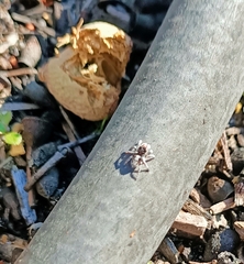 Maratus