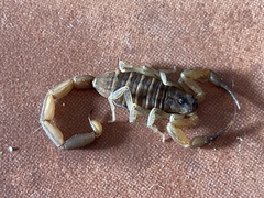 Centruroides griseus