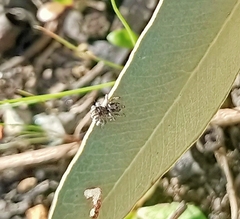 Maratus