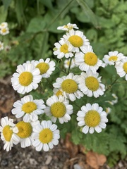 Tanacetum parthenium