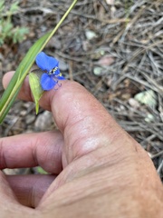 Commelina dianthifolia