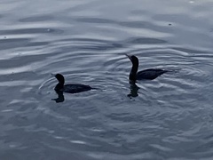 Phalacrocorax sulcirostris