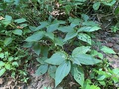 Persicaria virginiana