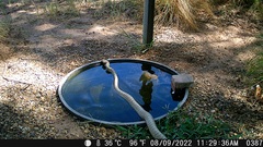 Masticophis flagellum testaceus