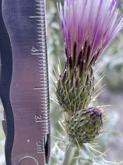 Cirsium barnebyi