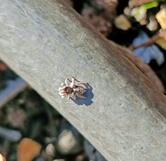 Maratus