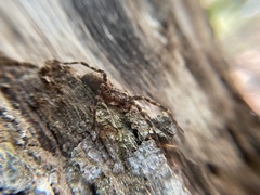 Dolomedes tenebrosus